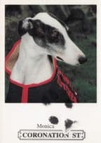 Monica The Coronation Street Dog Rare Printed Paw Signed Cast Card