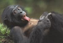 Monkey Chimpanzee Licking His Hairy Chest Comic German Postcard