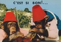 Monkey Chimpanzee PG Tips Style Chimp Tommy Cooper Hat Drunk On Beer Postcard