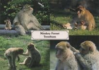 Monkey Forest Trentham Zoo Rare Staffordshire 1990s Postcard