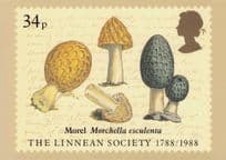 Morel Morchella Esculenta Mushrooms Linnean Society FDC Postcard