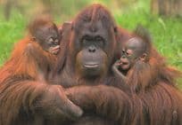 Mother Orang Utang & Baby Twins German Baby Monkey Postcard