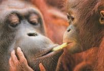 Mother Orang Utang Feeding Baby Sharing Food Monkey Postcard