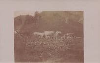 Mount Chamossaire Cattle 1912 Switzerland Real Photo Old Postcard