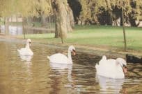 Mute Swans On Lower Lake Flamingo Park Isle Of Wight Postcard