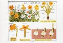 Narcisse Fleur Flower Old School Education Wall Chart Postcard