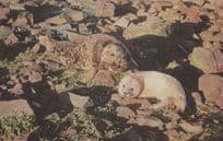 Nervous Grey Seals 1970s Salmon Sea Life Postcard