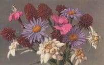 Nigrifella Angustifolia Aster Alpinus Vintage Flower Postcard
