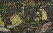 Noptapia Greece Greek Old Forest Antique Postcard
