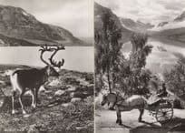 Nordfjord Olden Horse Norway Fra Fjellet Deer 2x RPC Postcard s
