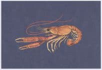 Norwegian Lobster Nephrops Norvegicus Fish Norway