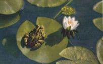 Nymphaea Alba Weisse Seerose White Wate Lily Frog Old Postcard