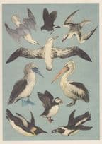 Ocean Rare Birds Wandering Albatross Australian Pelican Penguin Puffin Postcard
