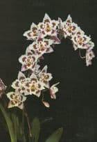 Odontioda Flower Eric Young Orchid Foundation Jersey Flower Postcard