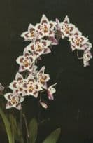 Odontioda Orchid Flower at Gorey Castle Jersey Eric Young Postcard