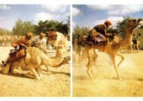 Oman Racing Camel Turkey Al Minstrib Turkish Postcard