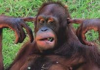 Orang Utang Fingers In Ears Ear Plugs Comic Monkey German Postcard