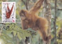 Orangutan Ape WWF Indonesia Stamp Rare Ltd FDC Postcard
