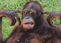 Orangutan Gorilla Fingers In Ears Too Noisy Comic German Postcard