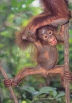 Orangutan Monkey Ladder Tree Animal Circus Stunt Comic Postcard