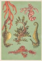 Ornate Ghost Pipefish, Long Snouted Big Belly Seahorse Fish Postcard