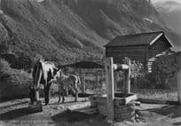 Oslo Horses Farm Old Water Well Norway Vintage Real Photo Postcard