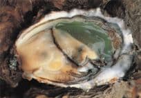 Ostreiculture French Fish Oyster Farming Restaurant Marcou Postcard