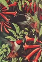 P&O Lines Ship 1970 Humming Birds Food & Wine Menu