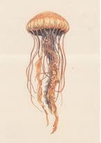 Pacific Sea West Coast Nettle Fish Painting Postcard