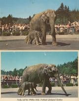 Packy The Baby Elephant at Portland Zoo 1960s 2x Postcard s