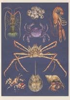 Painted Spiny Lobster Velvet Horseshoe Crab Norway Fish Postcard