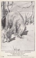 Palaemostodon Wintori Elephant Extinct British Mammals Natural History Museum Postcard