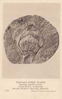 Palm Fruit Nipadites Burtini Brussels Plant Fossil Antique Postcard