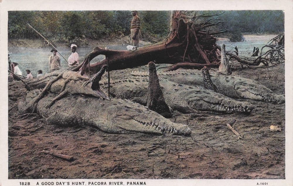 Panama A Good Days Hunt Pacora River Crocodile Hunting Old Postcard