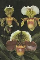 Paphiopedelium Orchid Jersey Flower Eric Young Postcard