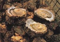 Parcs A Huitres French Fish Oyster Farming Supplier France Postcard