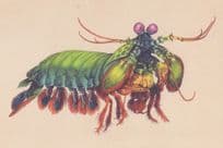 Peacock Mantis Shrimp Fish Odontodactylus scyllarus Painting Postcard