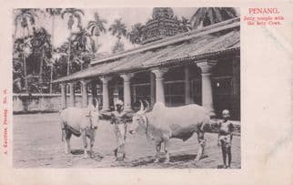 Penang Jetty Temple With Holy Cows Malaysia Old Postcard