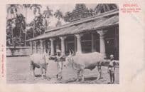 Penang Jetty Temple With Holy Cows Malaysia Old Postcard