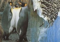 Penguins Gossiping Bird Diving Contest 2x Switzerland Postcard s