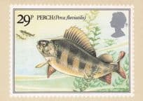 Perch Fish Perca Fluviatilis British River Fishes Painting Stamp Postcard