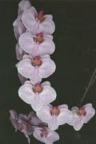 Phalaenopsis Flower Orchid Jersey Eric Young Foundation Postcard
