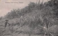 Picking Pineapples Fruit Penang China Antique Chinese Postcard