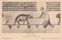 Picksticking Pig Killing Bullfight Blood Sport 1600s Medieval Antique Postcard