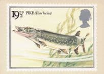 Pike Fish Esox Lucius British River Fishes Painting Stamp Postcard