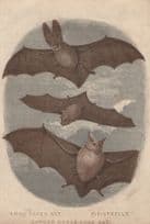 Pipistrelle Horse Shoe Long Eared Bat Antique Trade Card Postcard