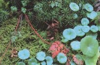 Planhigion Llaith Welsh Blue Flowers Nature Photo Award Postcard