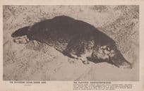 Platypus Southern Cross Series Sealife Rare Old Postcard Please Read