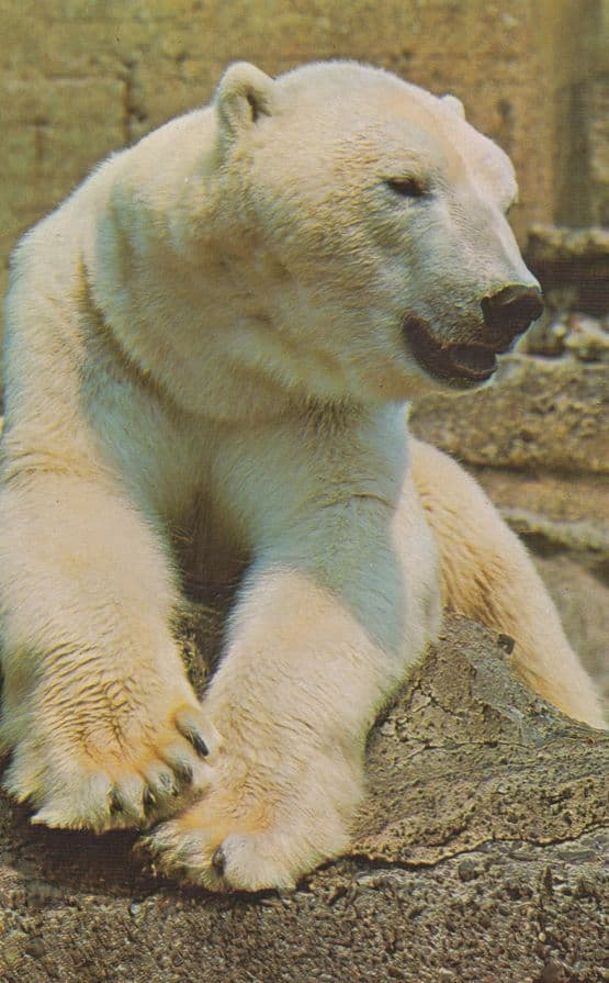 Polar Bear London Zoo 1970s Postcard