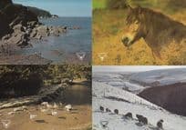 Pony Deers Birds at Exmoor 4x National Park Wildlife & Scenery Postcard s